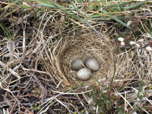 Skylarks nest on reclaimed land